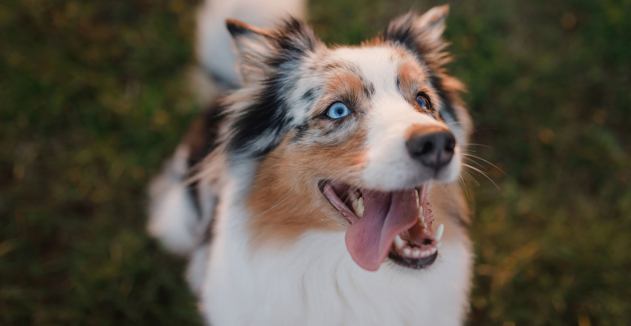 Pet Pain Management in Loveland, OH | Loveland Regional Animal Hospital