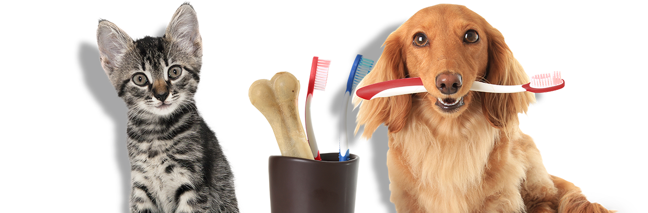 cat and dog dental care in loveland oh