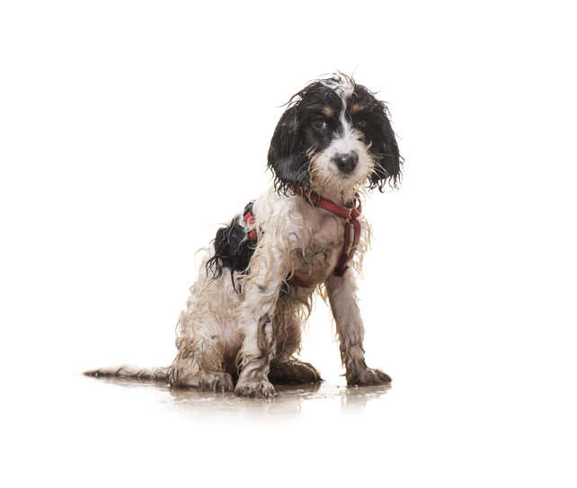 Pimples on Dogs Causes Symptoms and Treatment Loveland