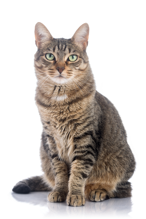 Is It Normal for Cats to Stare at Walls? - Loveland Regional Animal ...