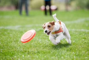 Are you looking for dog parks in and around Loveland, OH? Check out our article written by the veterinary experts at Loveland Regional Animal Hospital to learn more!
