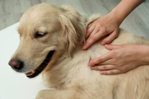 checking dog vaccine lump