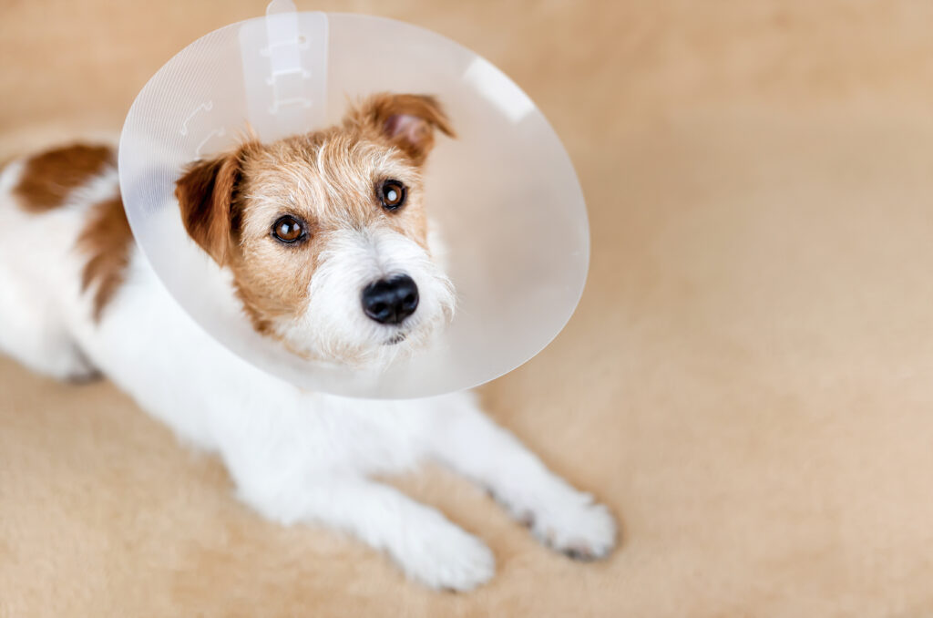 A healthy dog wearing an e-collar after being spayed.