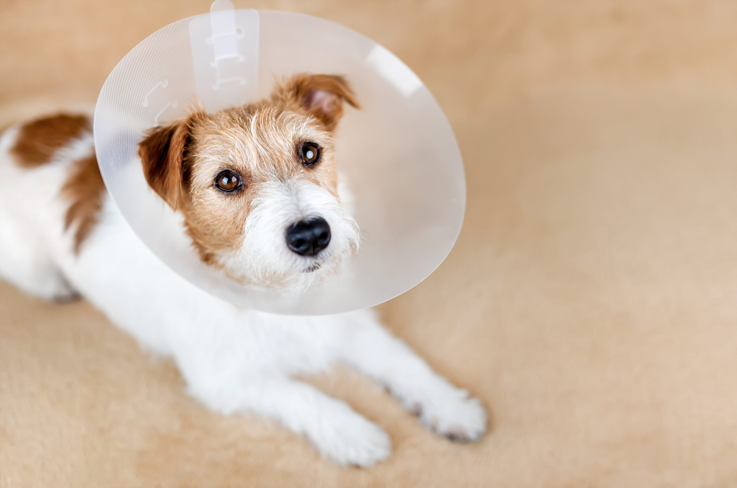 Why is My Spayed Dog Bleeding? - Loveland Regional Animal Hospital