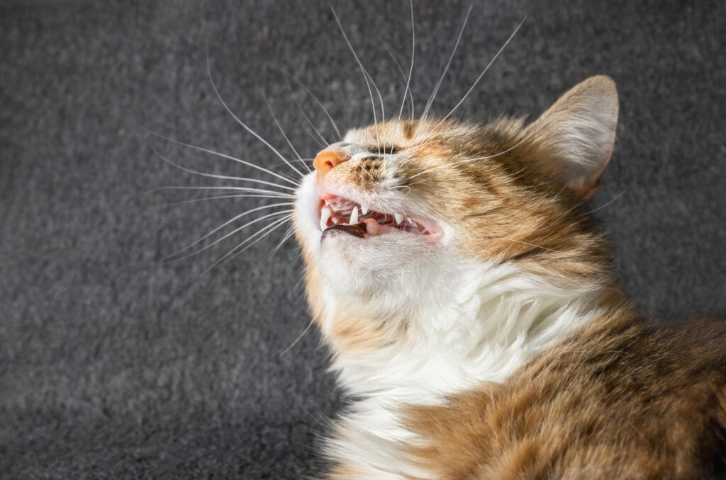 orange cat about to sneeze