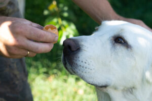 dog-sniffing-broken-egg-in-owner's-hand