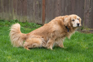 golden-retriever-dog-squatting-to-urinate-outdoors