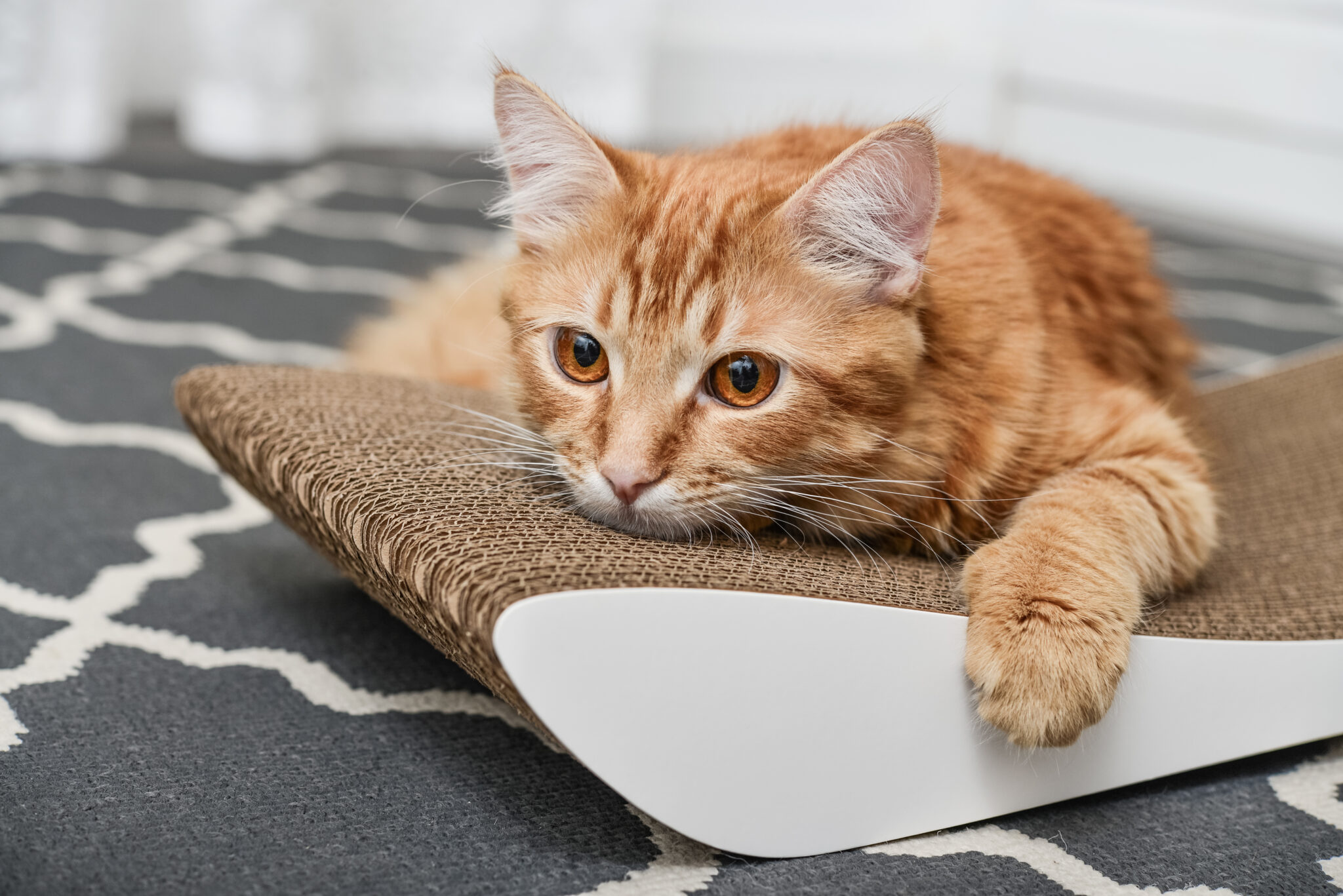 How to Stop a Cat From Spraying Indoors Loveland Regional Animal Hospital