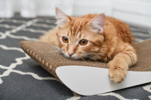 orange-cat-laying-on-scratching-post