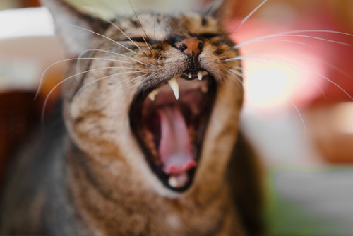 tabby-cat-yawning-showing-missing-fang-tooth