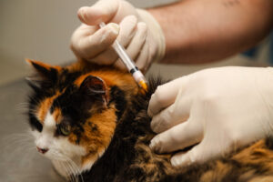 vet-administering-vaccine-to-orange-and-black-cat-at-clinic