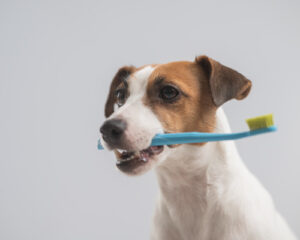 jack-russell-terrier-dog-holding-blue-toothbrush-in-his-mouth