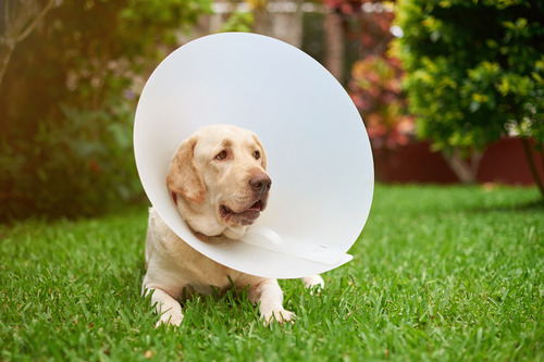 yellow-labrador-dog-laying-in-backyard-grass-while-wearing-an-e-collar