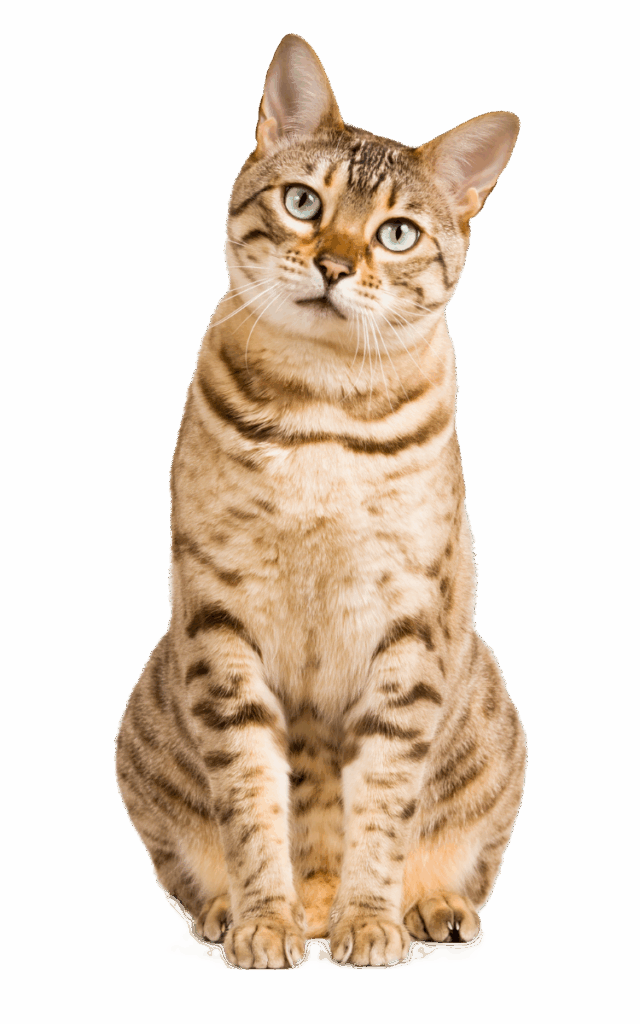 brown tabby cat sitting with head tilted to the side