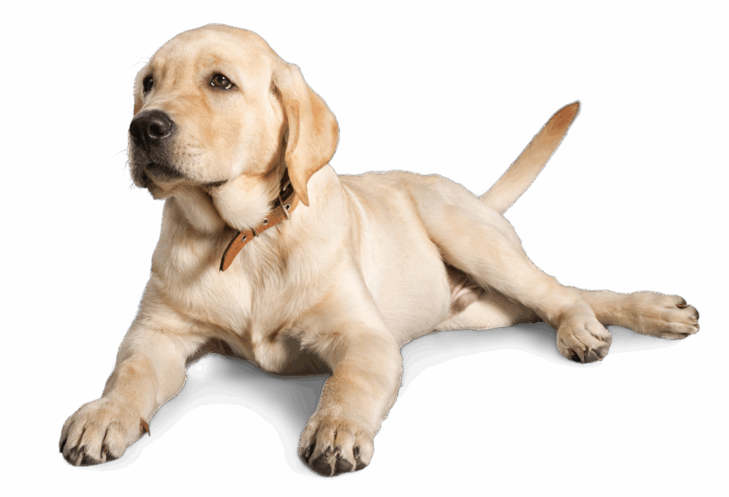 Labrador retriever puppy laying down