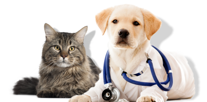 Labrador retriever puppy wearing a stethoscope laying next to fluffy brown cat