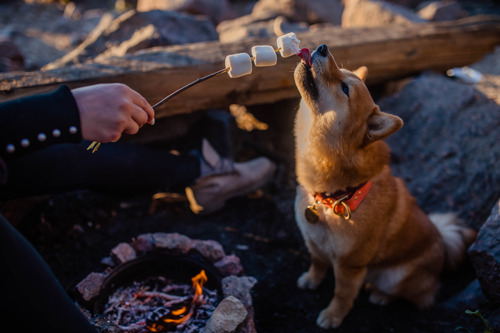 dog licking marshmallows on a stick held by owner near a campfire