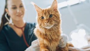 female vet examining ginger cat at clinic
