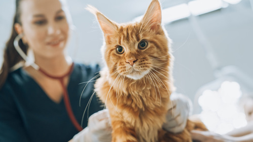 female vet examining ginger cat at clinic
