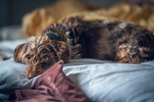 lethargic dog laying on the bed at home
