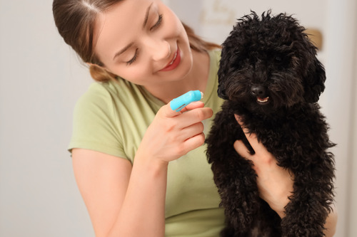 young woman holding black toy poodle dog in her arms getting ready to brush its teeth