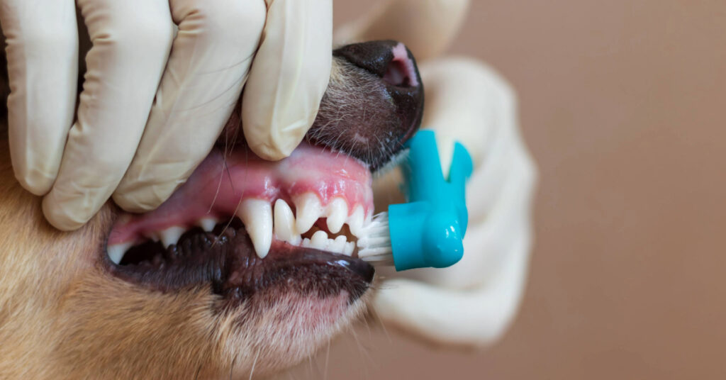 close up of vet brushing dog's teeth with a finger brush