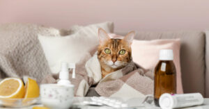 cat laying in bed wrapped in a blanket with tissues and medicine around it