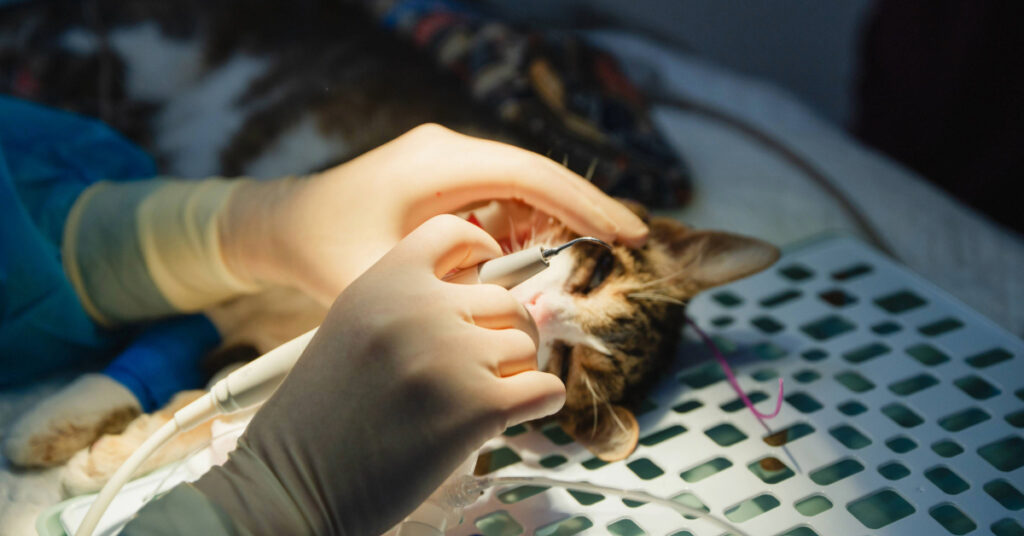 anesthetized cat receiving a professional teeth cleaning