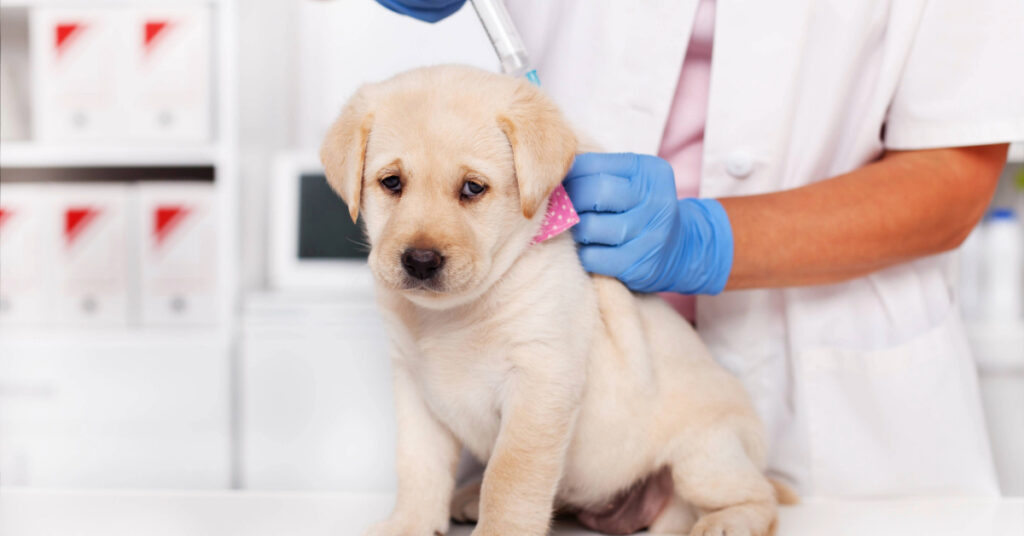 vet administering vaccine to Labrador puppy