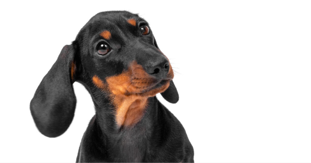 close up of dashchund dog tilting its head against a white background