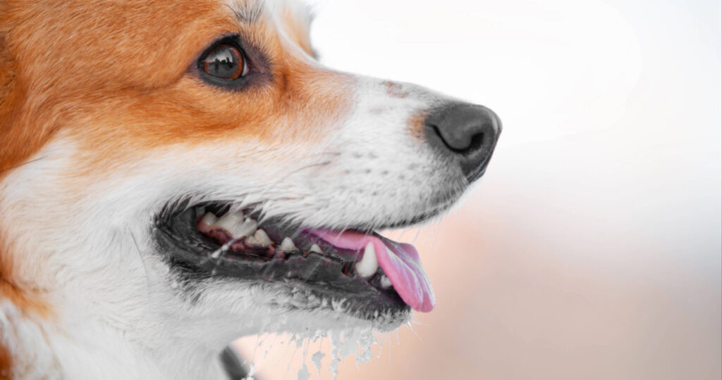 close up of dog drooling