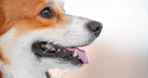 close up of dog drooling