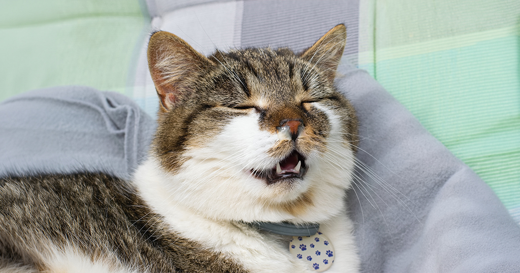 cat with mouth open laying in blanket