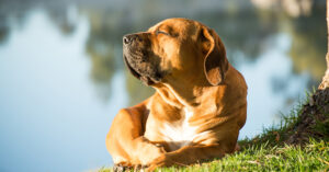 large brown dog laying down outside in the sun