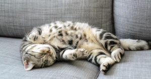 cat sleeping on its back on a couch