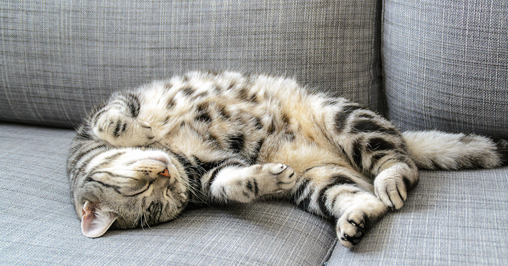 cat sleeping on its back on a couch
