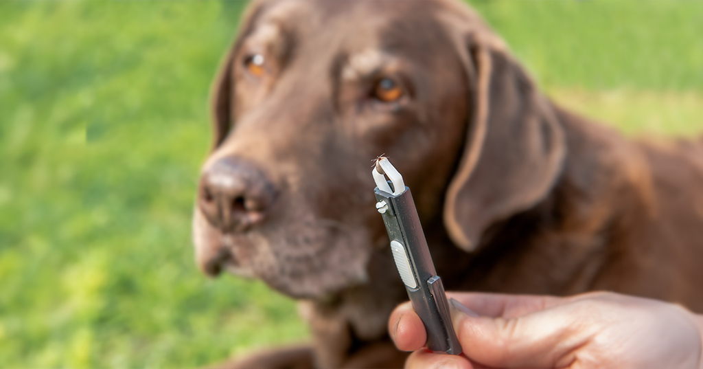 tick removed from brow dog