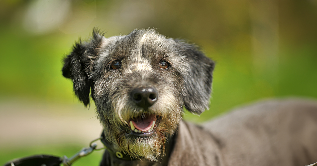 terrier on a leash with kennel cough