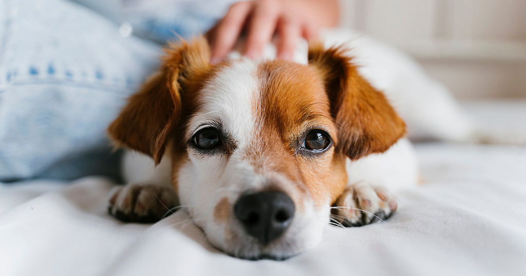 young dog laying down being petted by owner